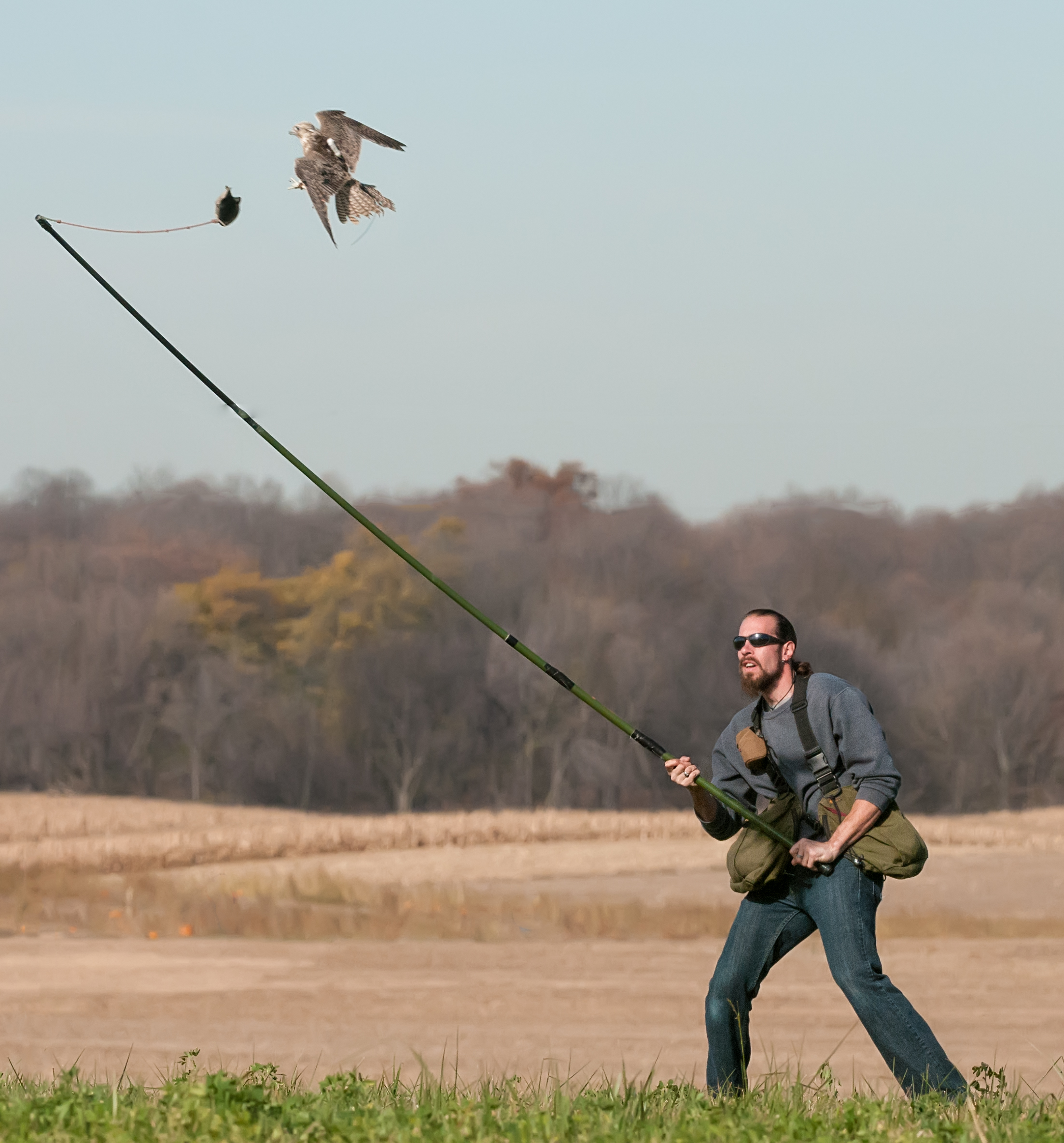 Falconer lure training a falcon