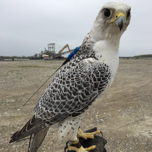 White Falcon sitting on falconer glove
