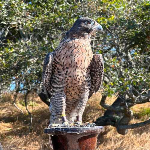 brown falcon in orchard