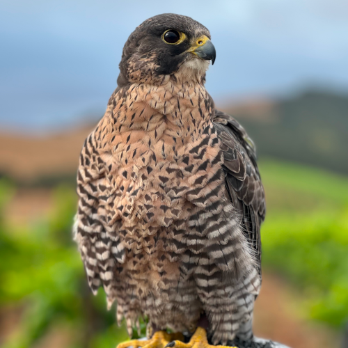 brown falcon standing on perch