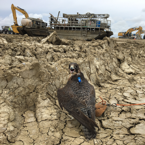 Falcon at construction site