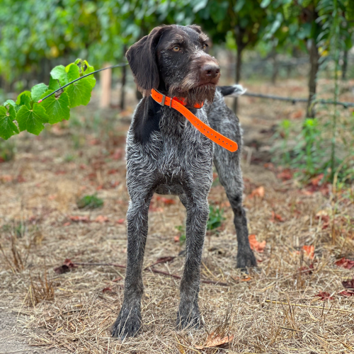 dog standing in orchard