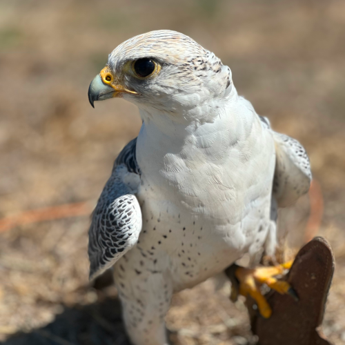 white falcon with lure