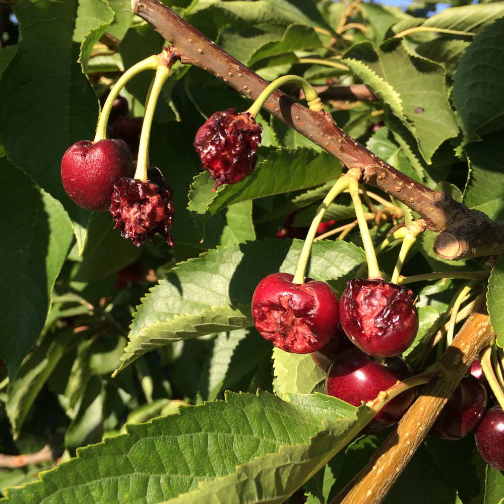 Bird Damaged Cherries