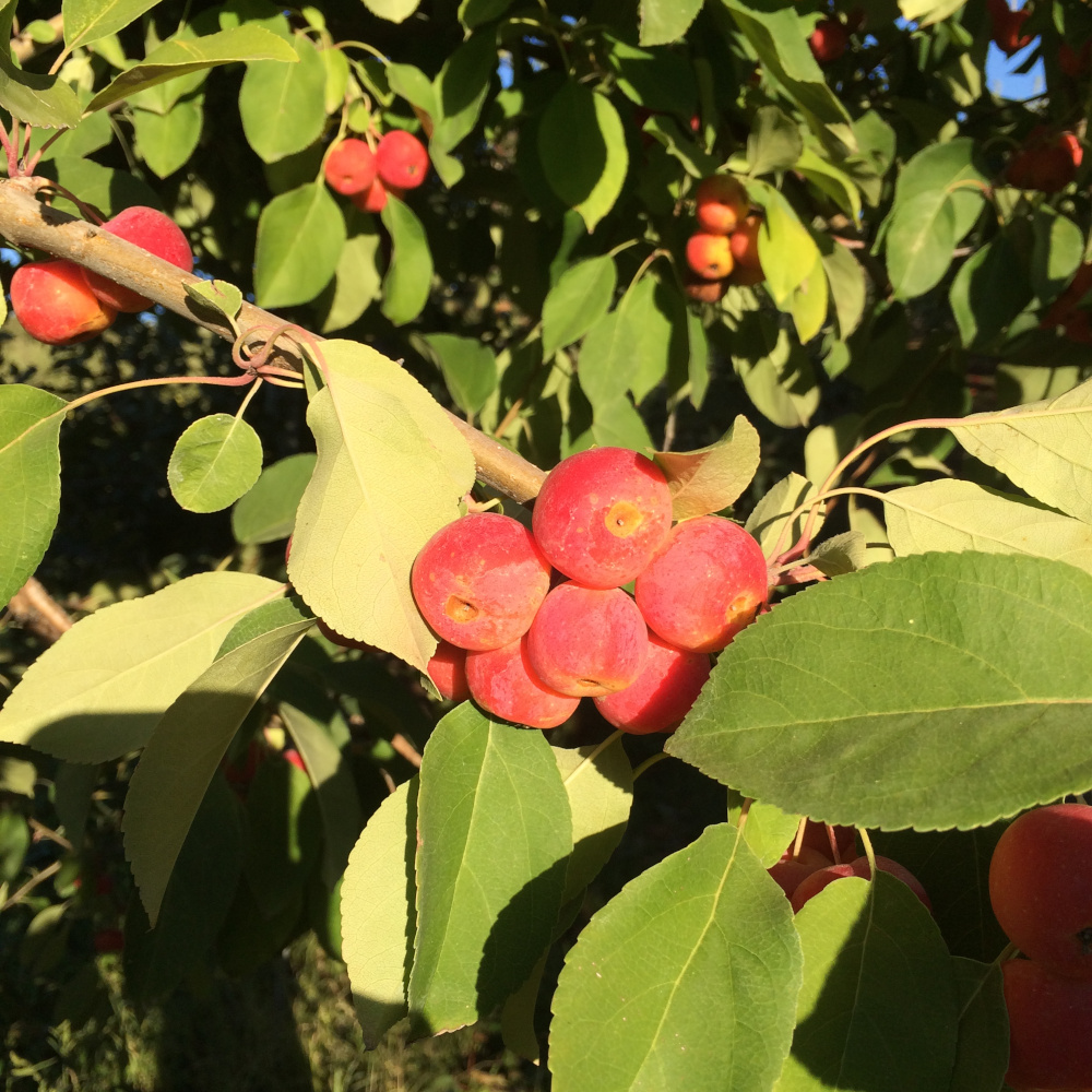 Healthy Cherries