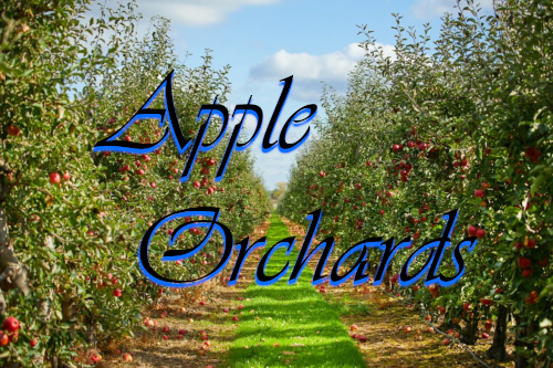 Apple Orchard