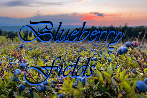 Blueberry Field