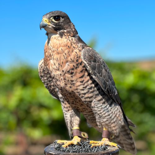 brown falcon on perch in orchard