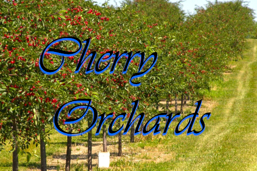 Cherry Orchard