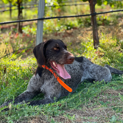 dog in orchard