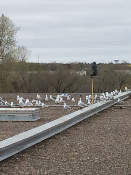 Gull Flock