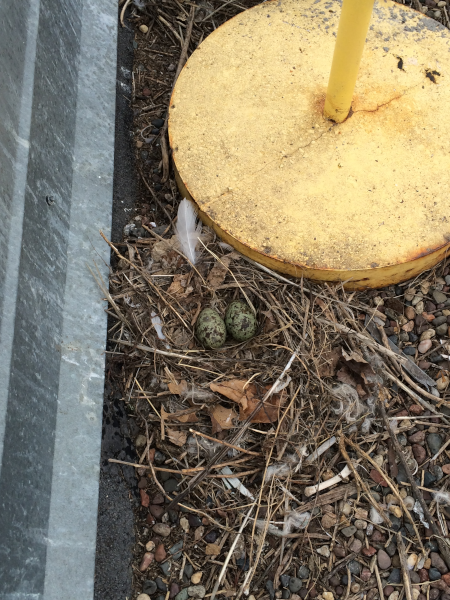 Gull Nest