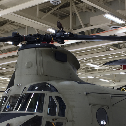 Harris hawk on helicopter