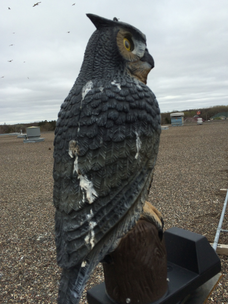 Owl Statue