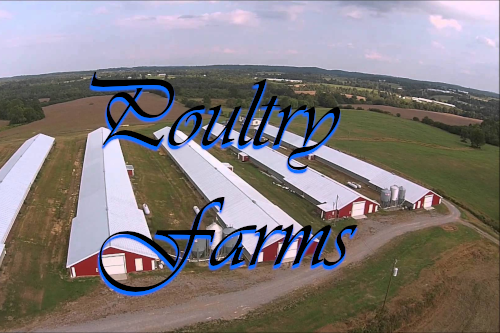 Poultry Farm