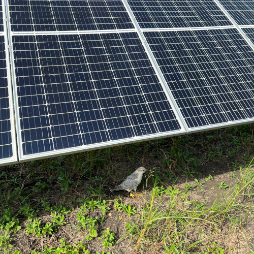 Falcon sitting in front of solar panels