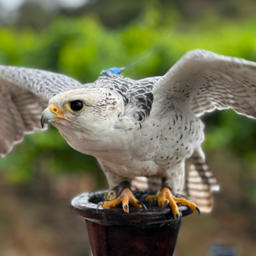 white falcon ready for launch