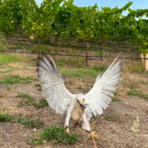 white falcon with wings up